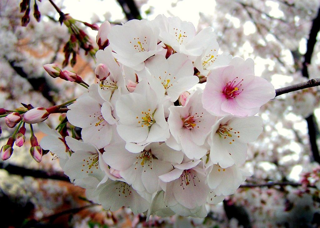 Ornamental Cherry Tree 'Yoshino Cherry Tree'