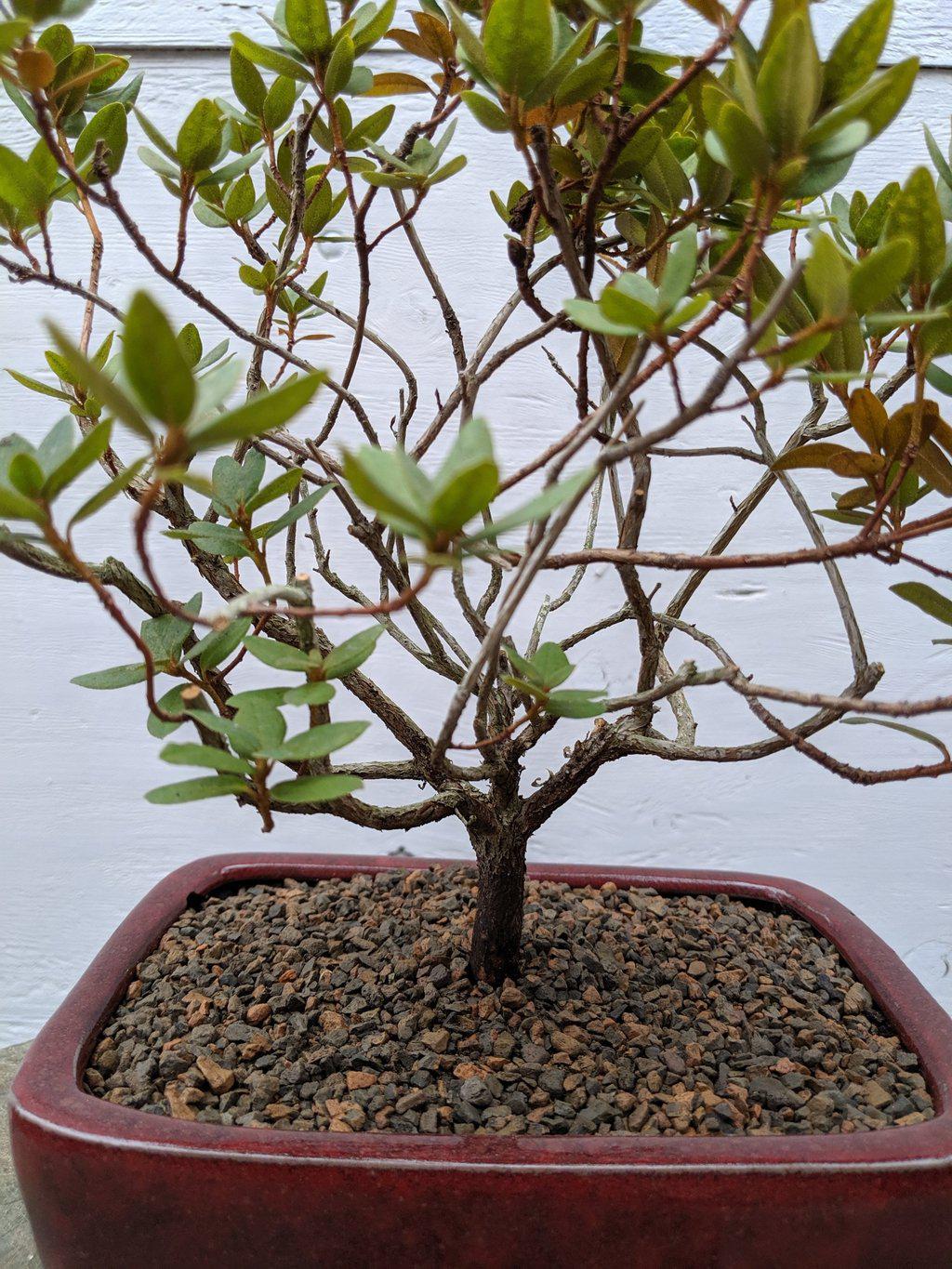 Purple Rhododendron Bonsai Tree