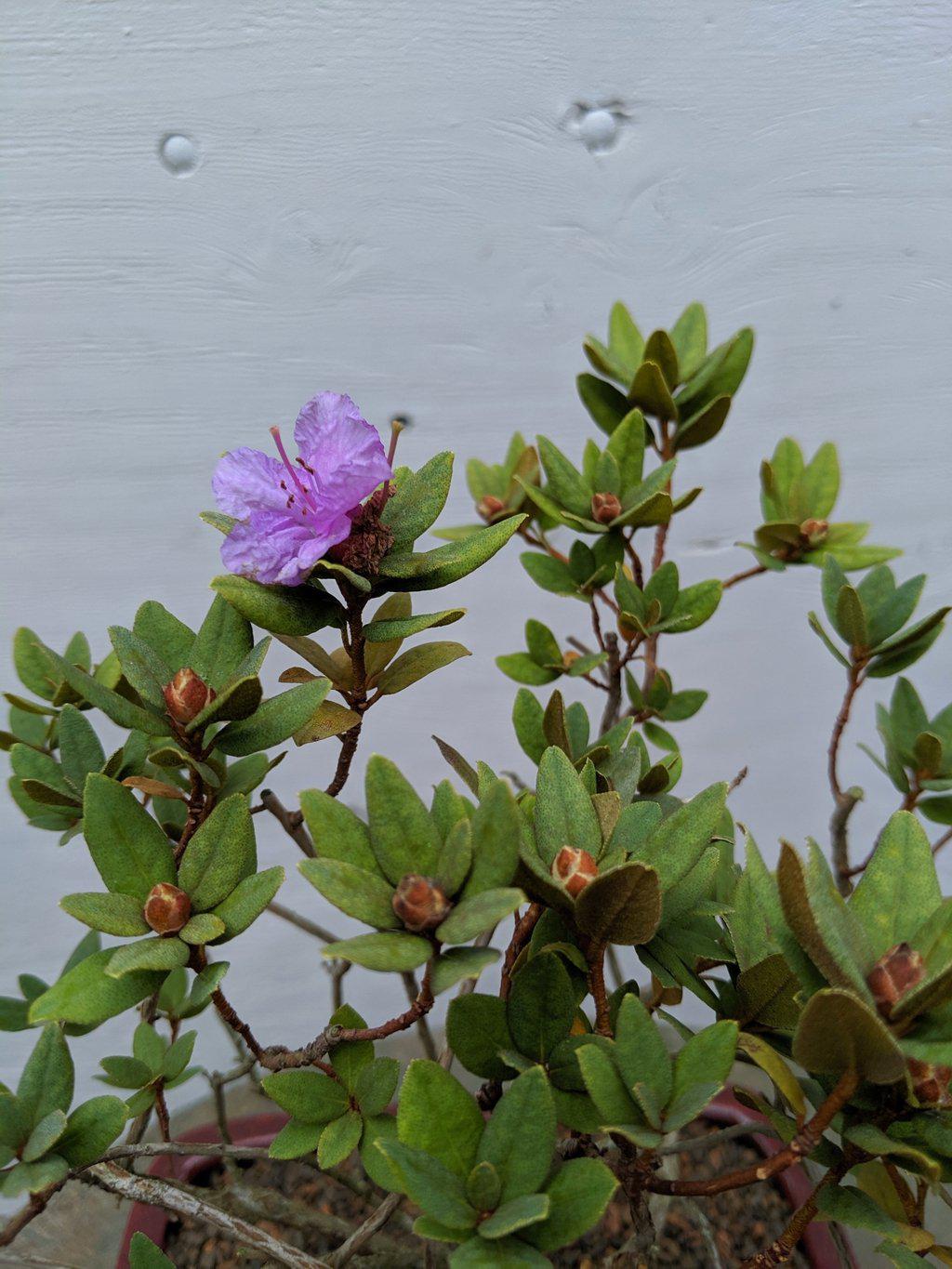 Purple Rhododendron Bonsai Tree