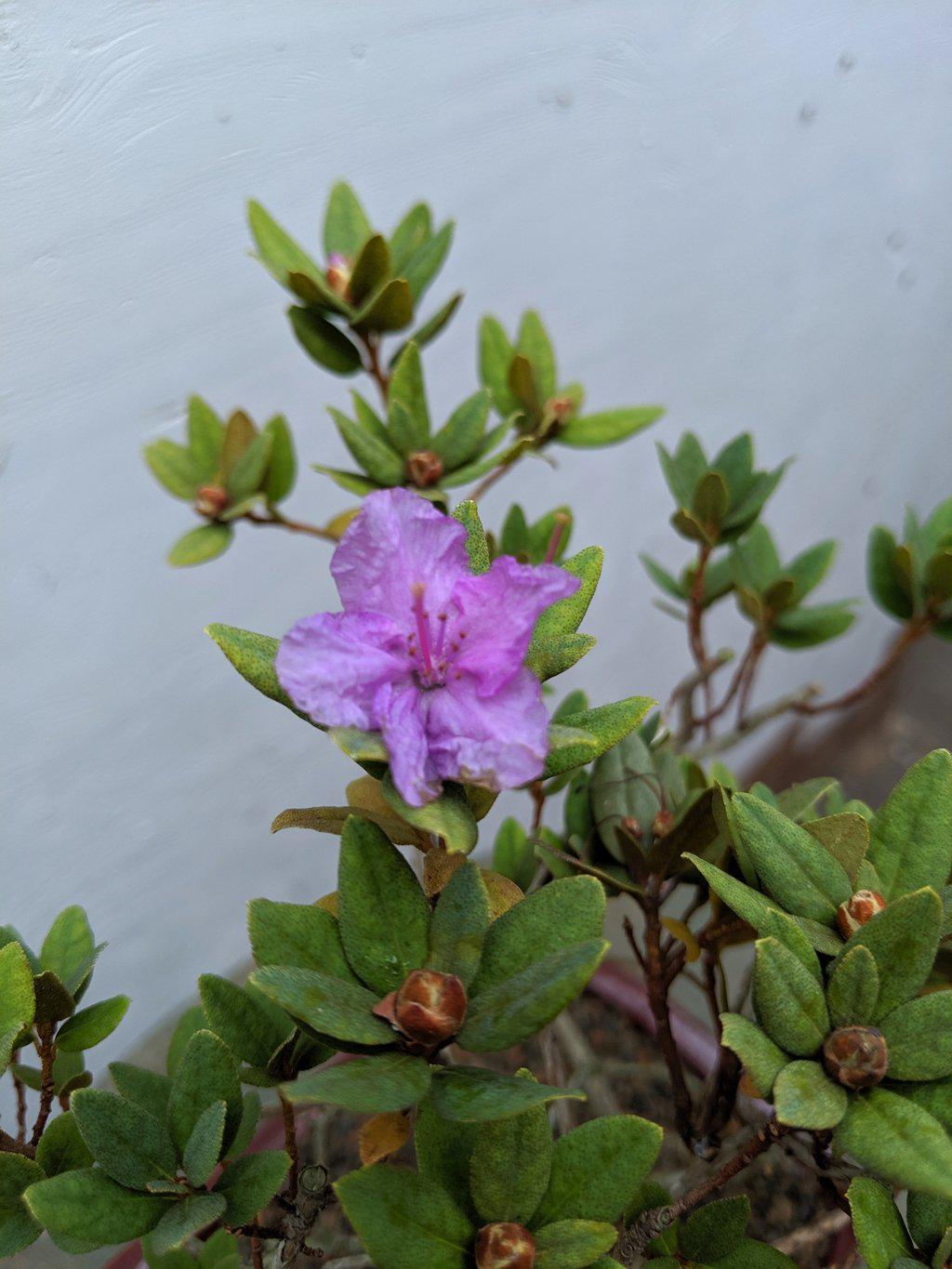 Purple Rhododendron Bonsai Tree