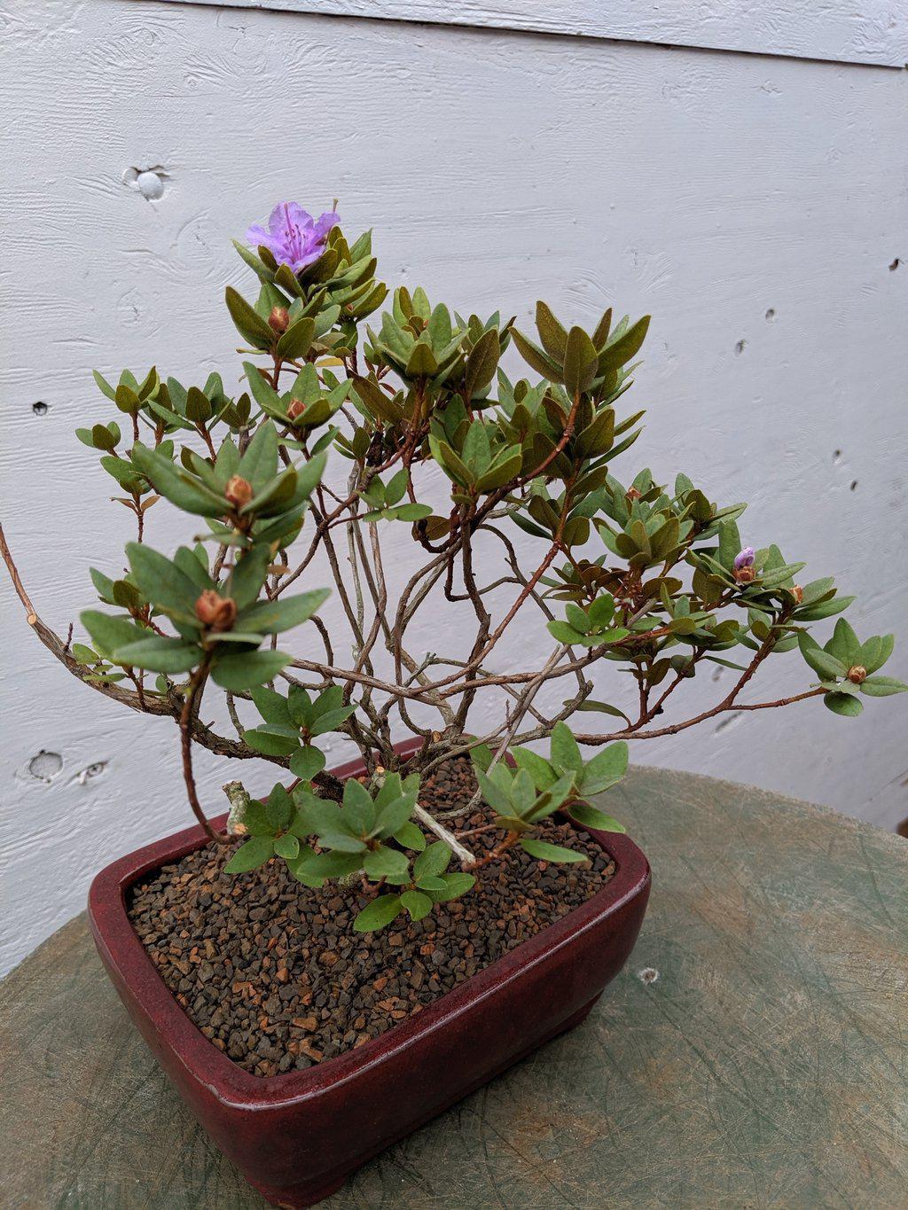 Purple Rhododendron Bonsai Tree