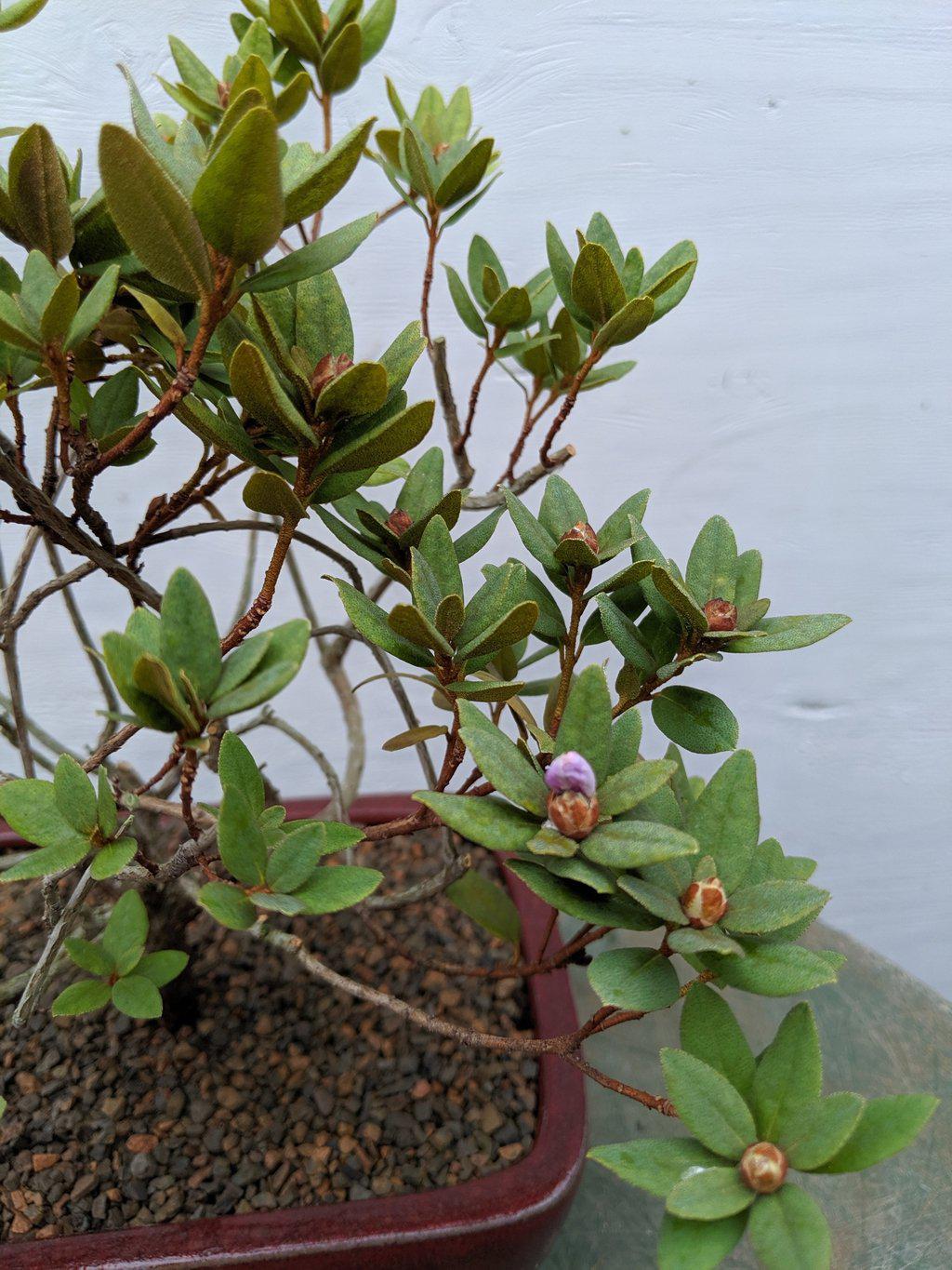 Purple Rhododendron Bonsai Tree