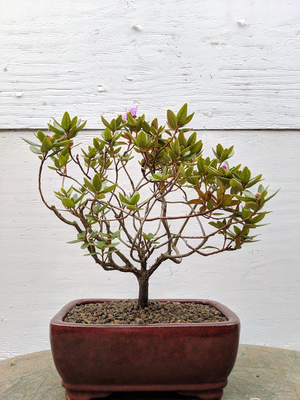 Purple Rhododendron Bonsai Tree