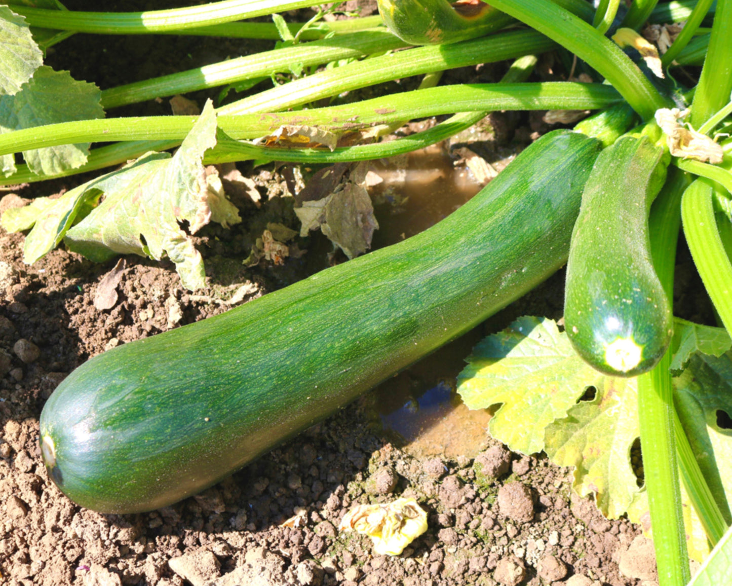 Commander Hybrid Zucchini Seeds