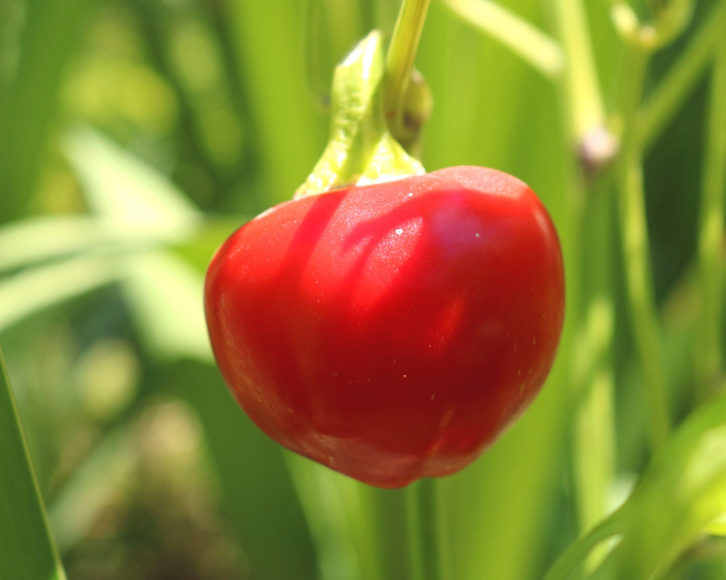 Time Bomb Hybrid Pepper Seeds