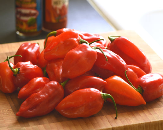 Primero Red Habanero Hybrid Pepper Seeds