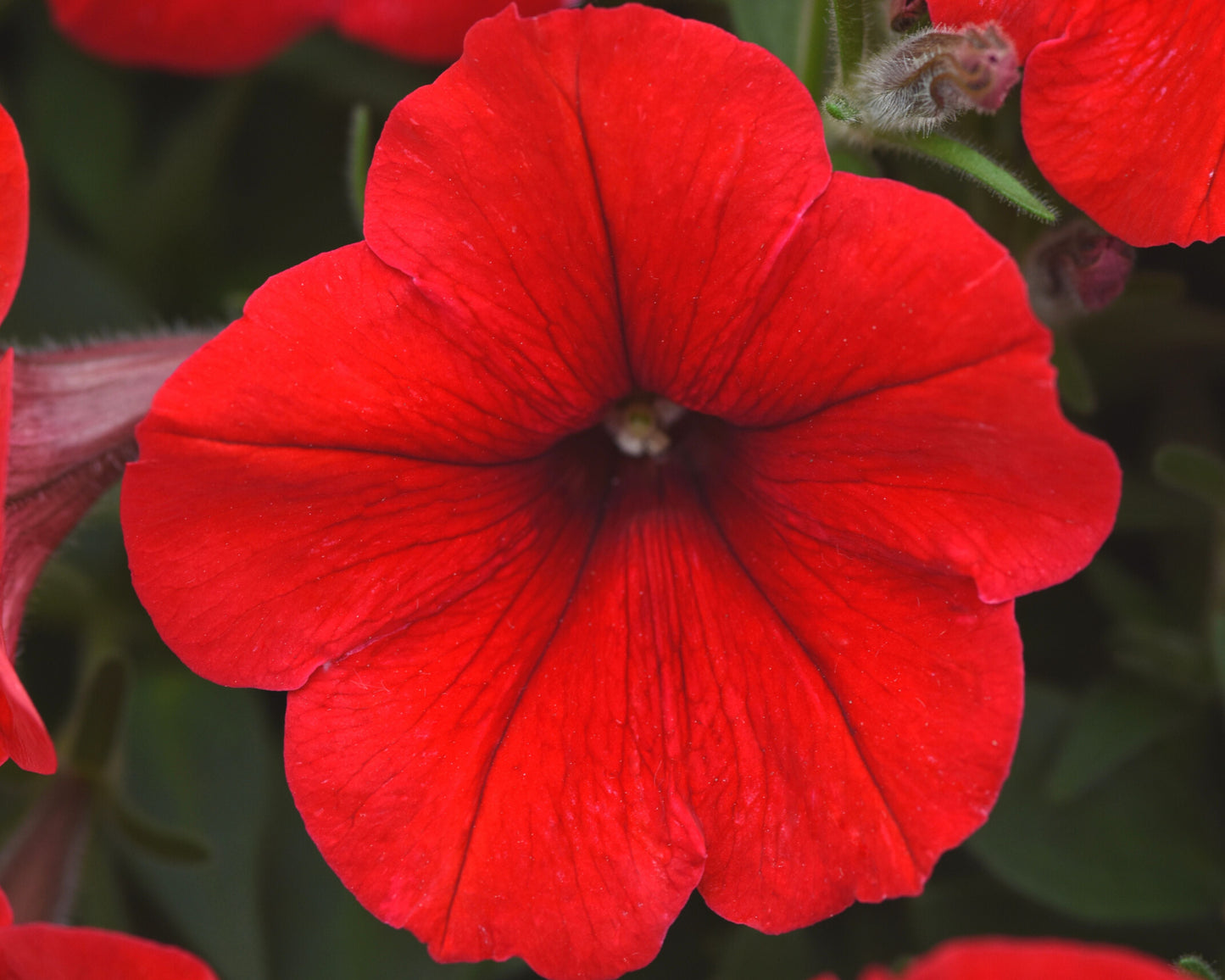 E3 Easy Wave Red Hybrid Spreading Petunia