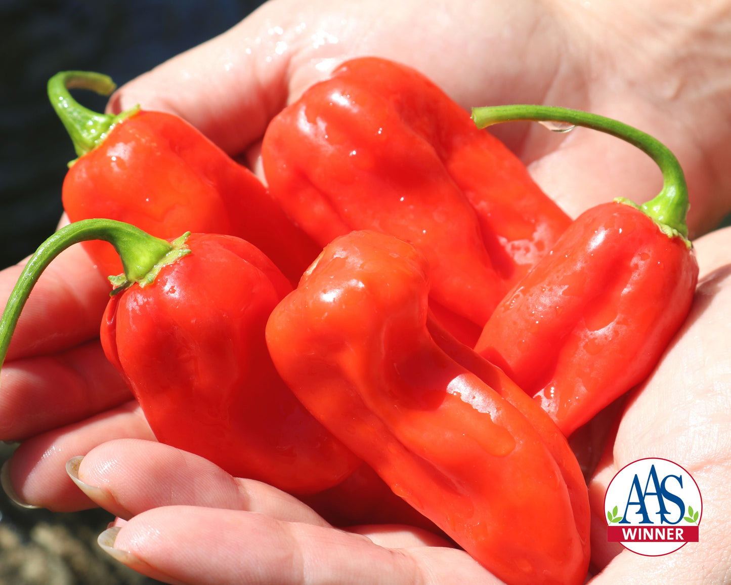 Roulette Habanero Hybrid Pepper Seeds