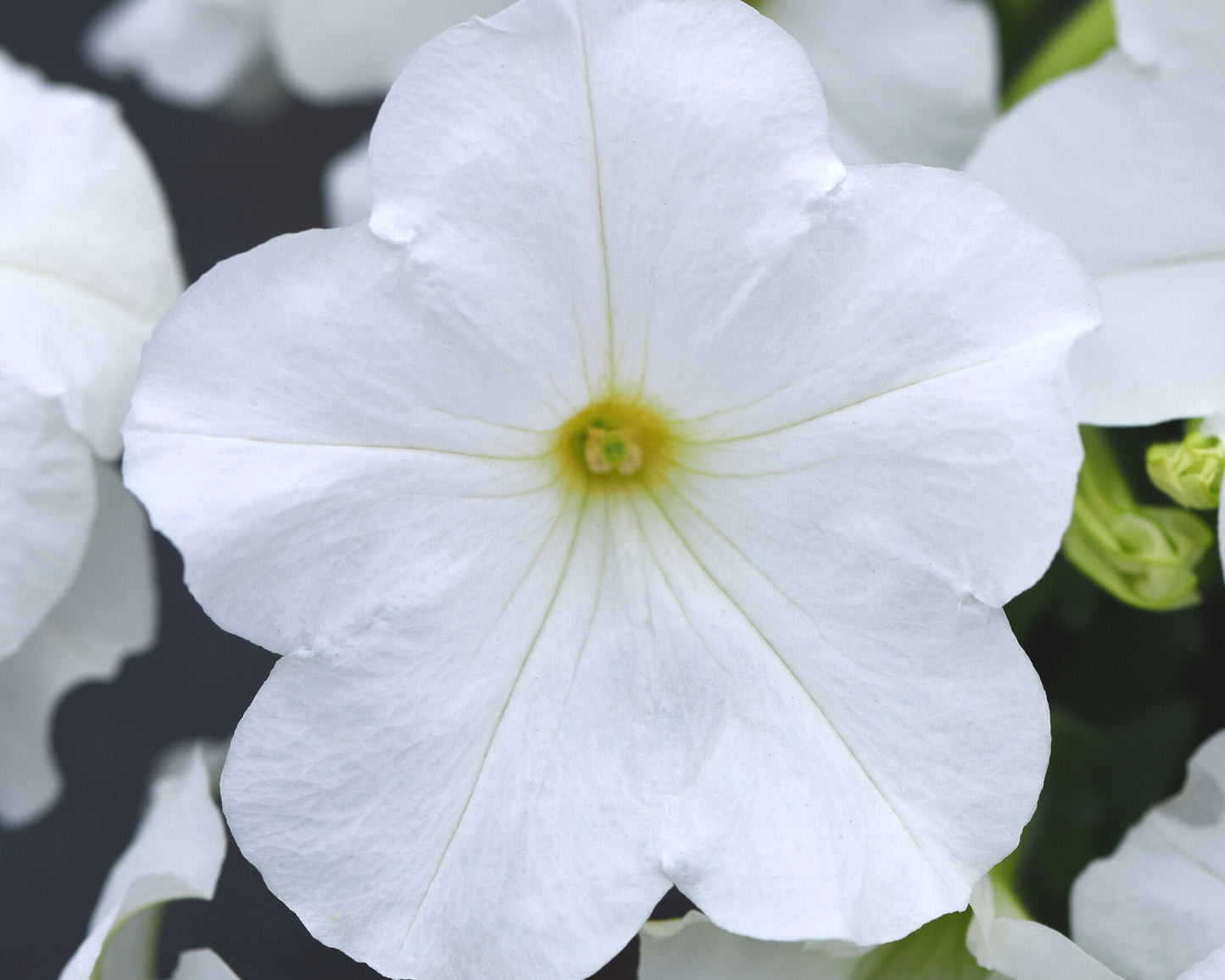 E3 Easy Wave White Hybrid Spreading Petunia