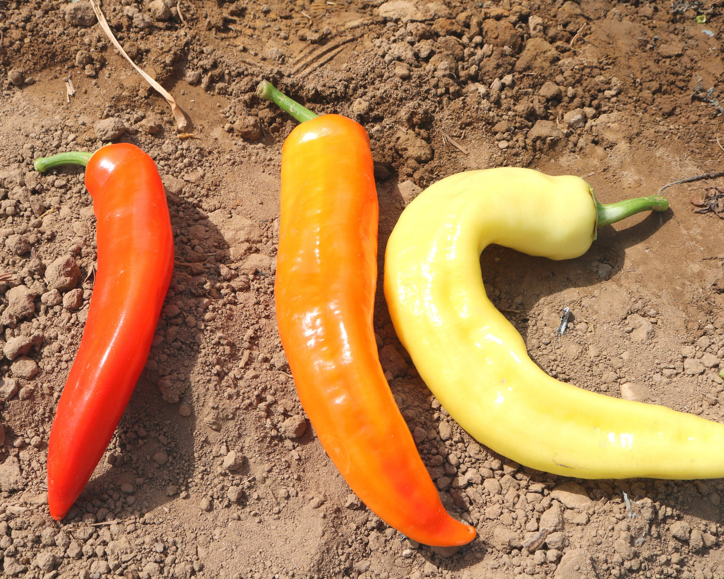 Sweet Sunset Hybrid Pepper Seeds