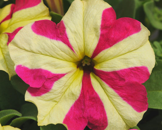 Sophistica Lime Bicolor Hybrid Petunia Seeds