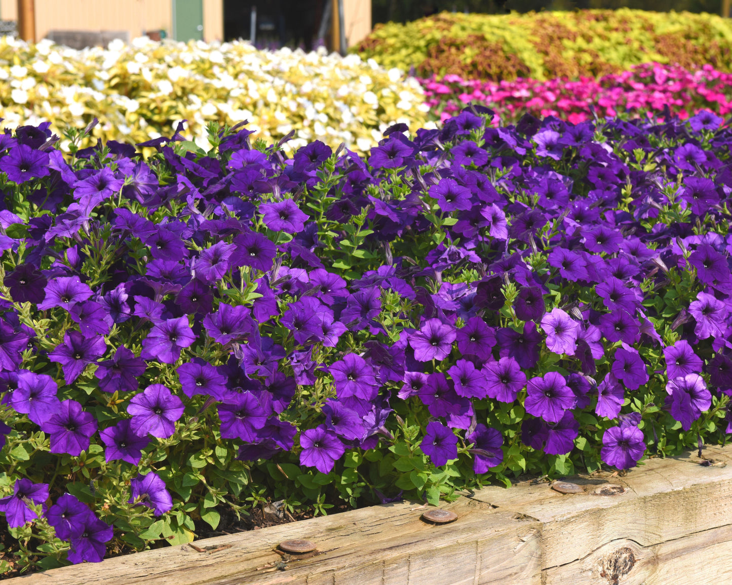 E3 Easy Wave Blue Hybrid Spreading Petunia