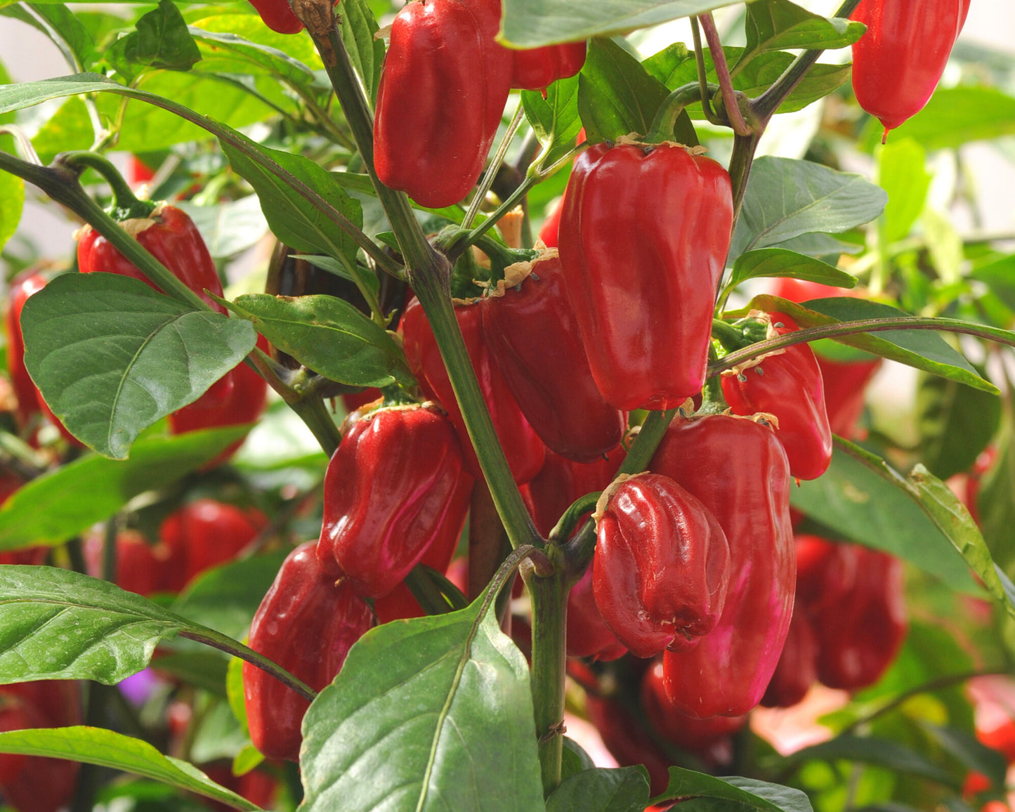 Sweet Heat Hybrid Bell Pepper Seeds