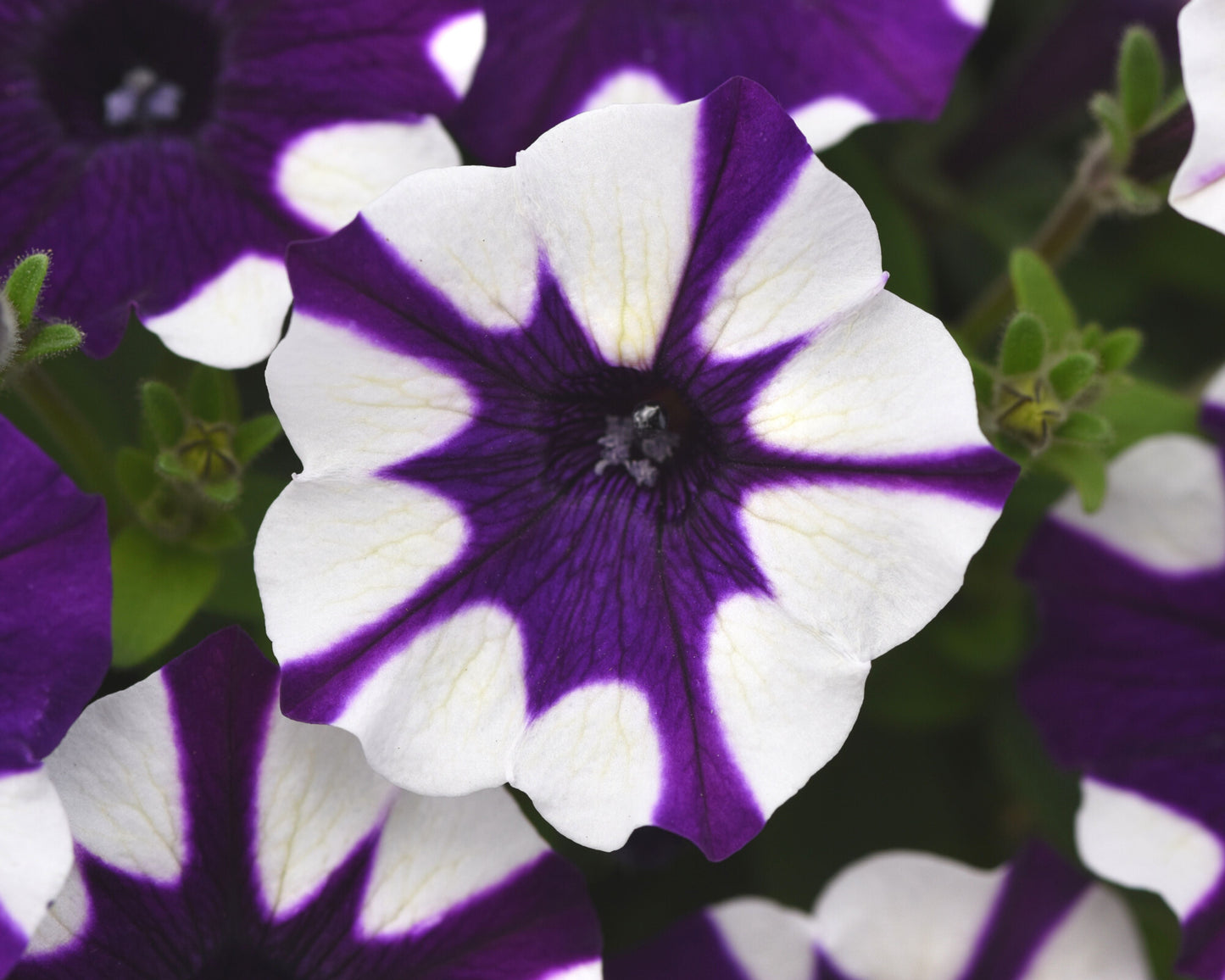 Shock Wave® Purple Tie Dye Spreading Petunia Seeds