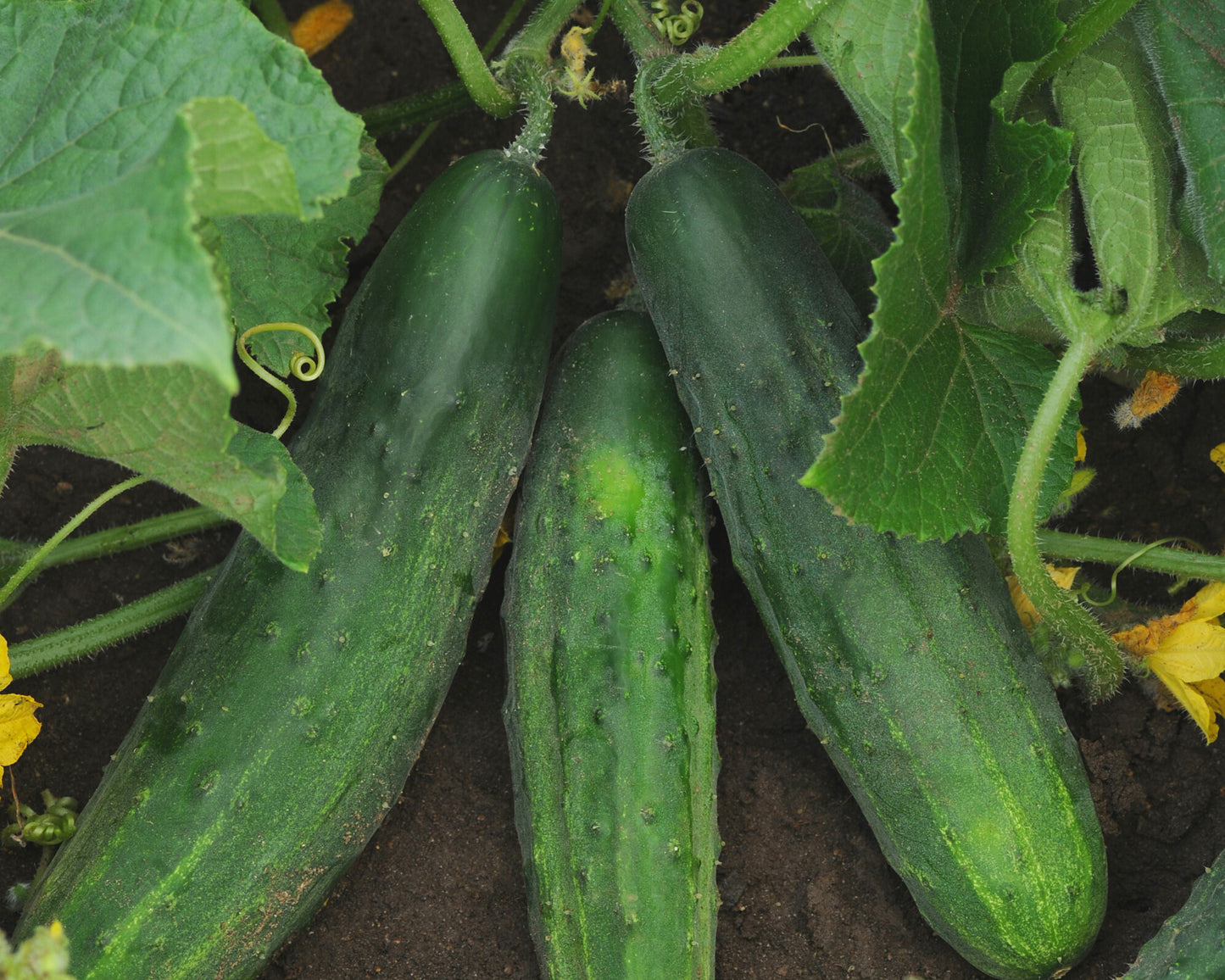 Patio Snacker Hybrid Cucumber