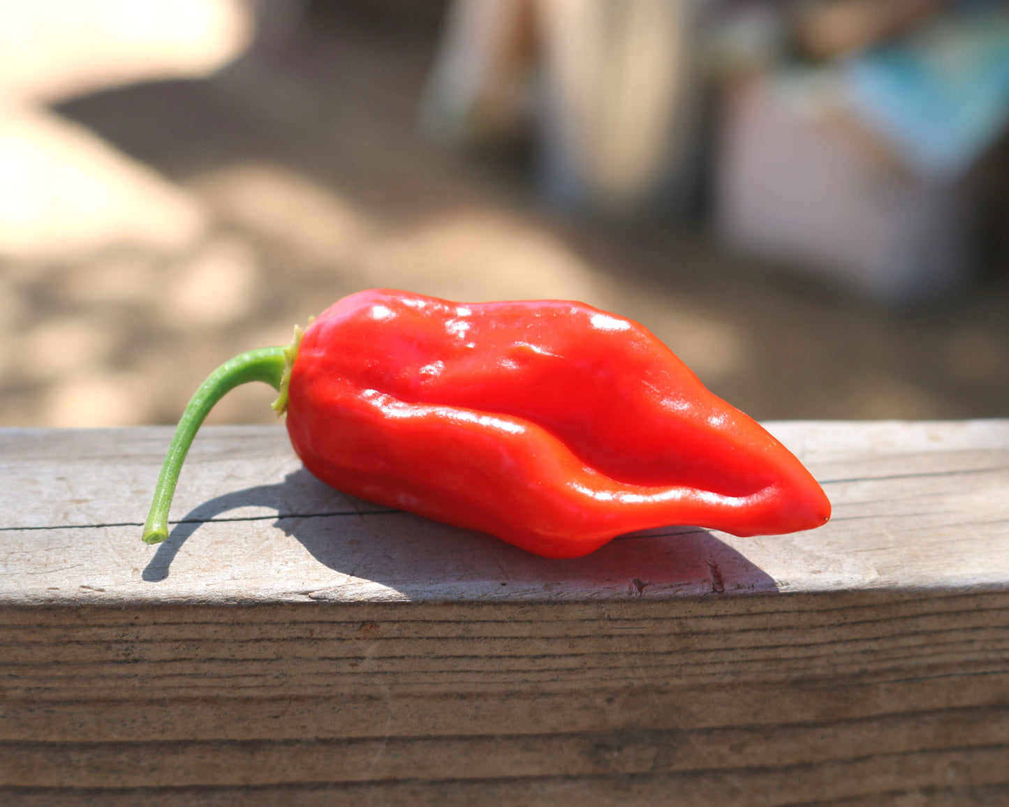 Roulette Habanero Hybrid Pepper Seeds