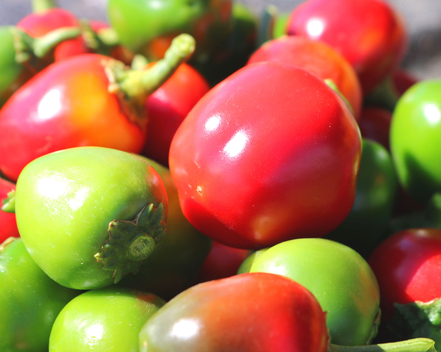 Time Bomb Hybrid Pepper Seeds