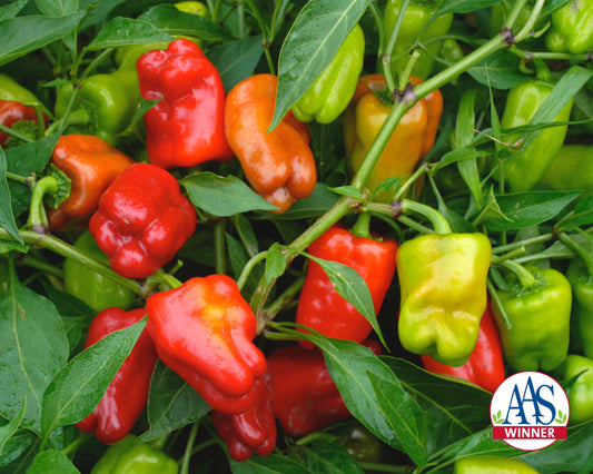 Cajun Belle Hybrid Bell Pepper Seeds