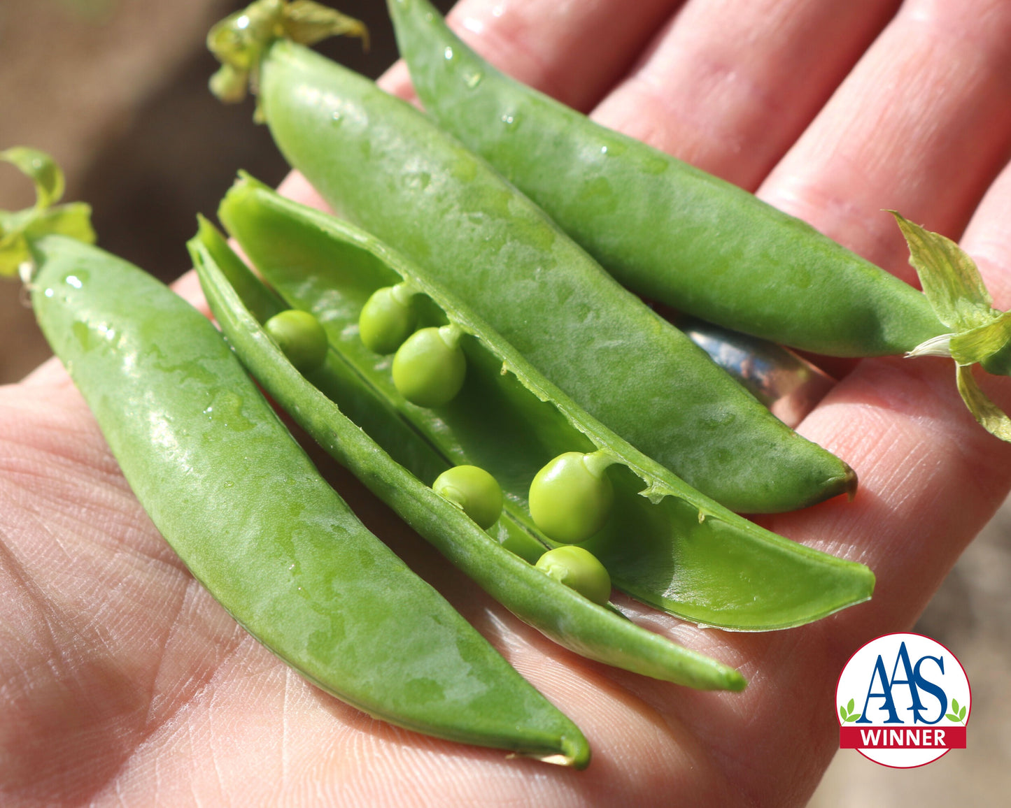 Sugar Ann Pea Seeds