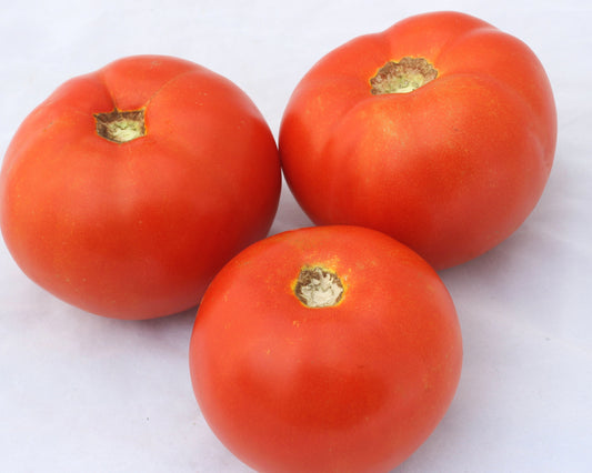 Dixie Red Hybrid Tomato Seeds