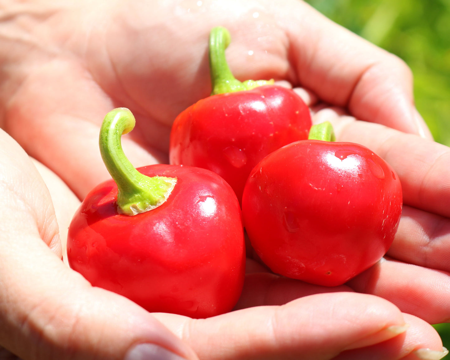 Time Bomb Hybrid Pepper Seeds