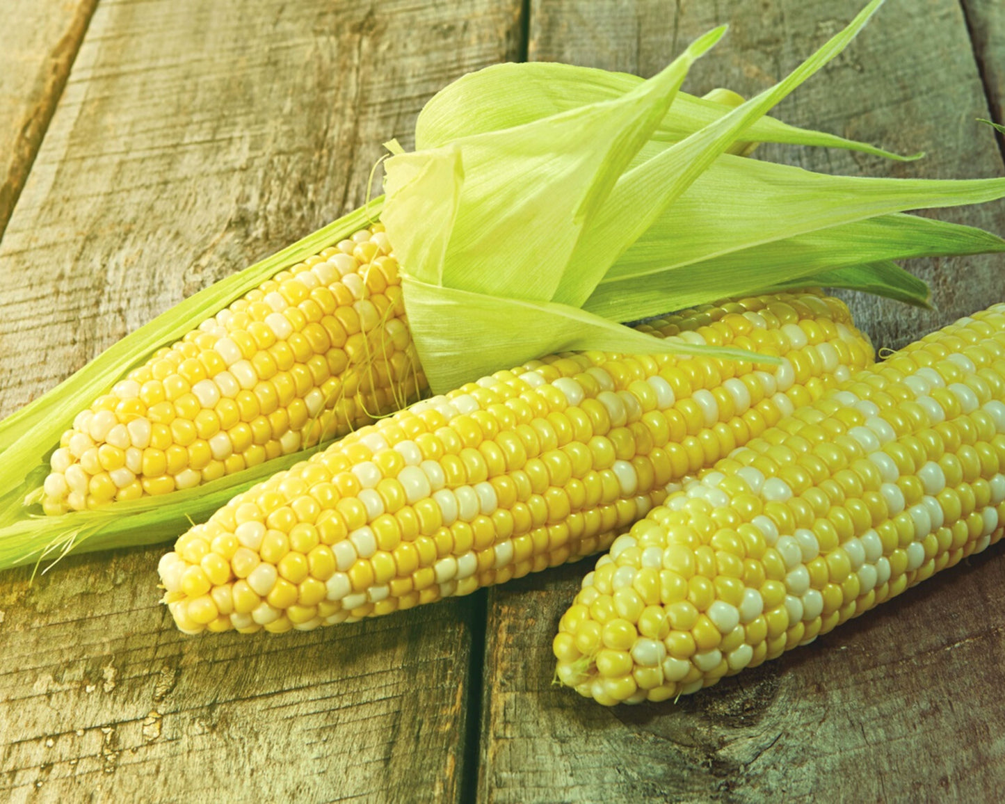 Temptation Hybrid Sweet Corn Seeds (bicolor se)