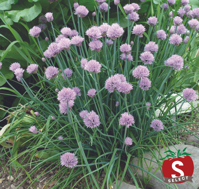 Chive Seeds