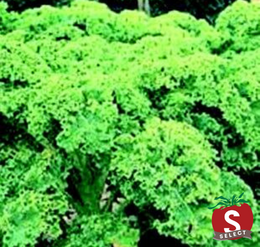 Dwarf Blue Curled Kale Seeds