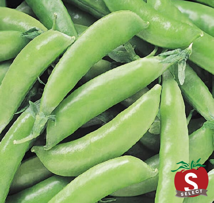 Super Sugar Snap Pea Seeds