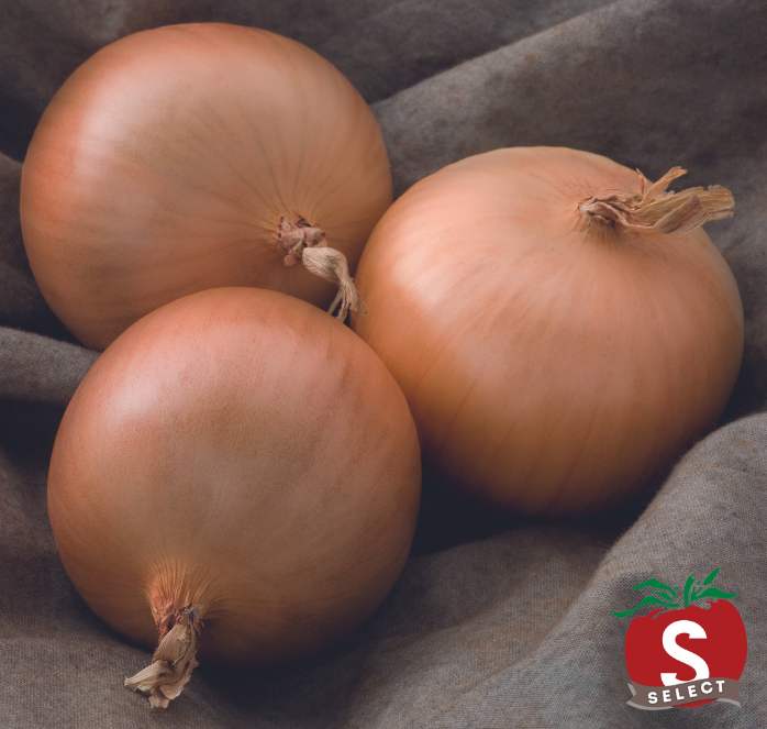 Patterson Hybrid Onion Seeds