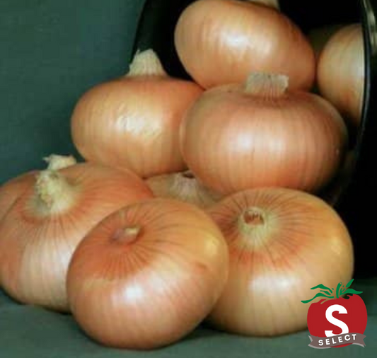 Yellow Granex Hybrid Onion Seeds