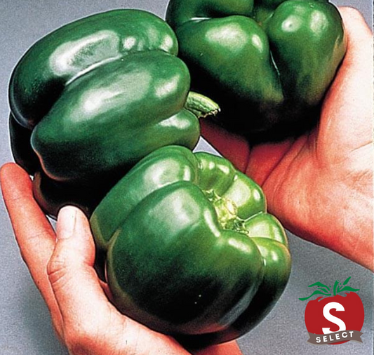 California Wonder Bell Pepper Seeds