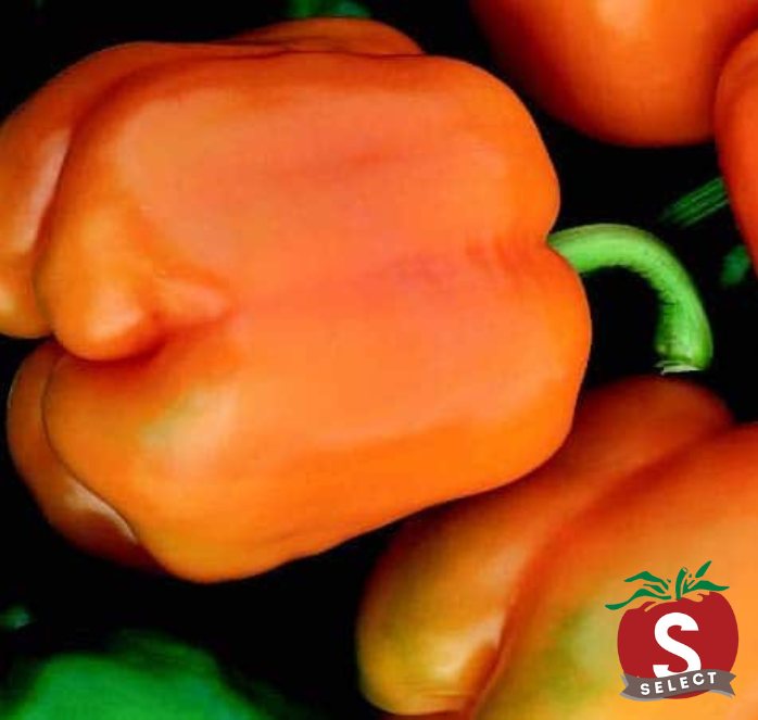 Goliath Sweet Orange Hybrid Pepper Seeds