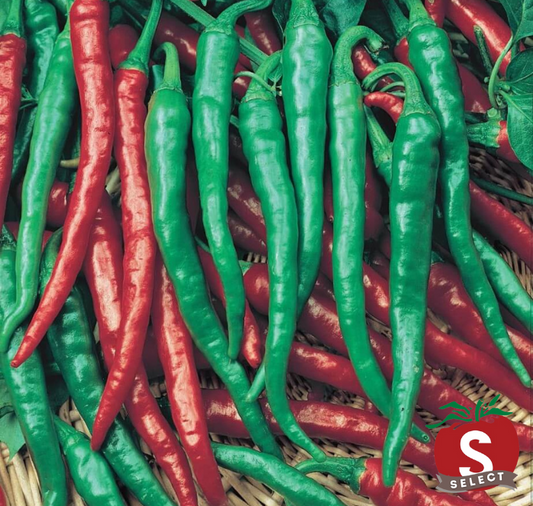 Cayenne Long Red Slim Hot Pepper Seeds