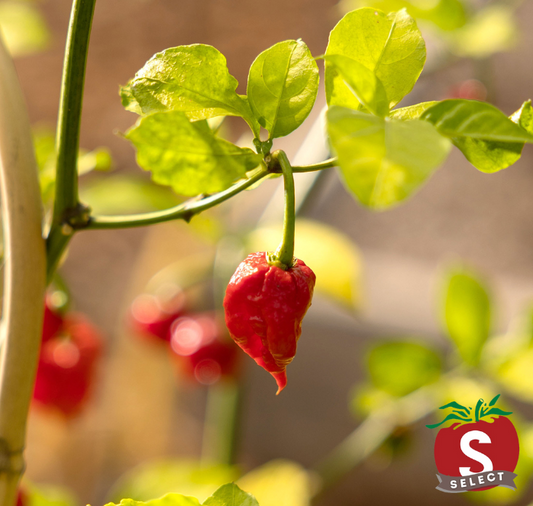 Carolina Reaper Super-Hot Pepper Seeds