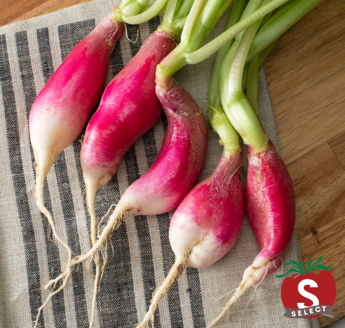 French Breakfast Radish Seeds