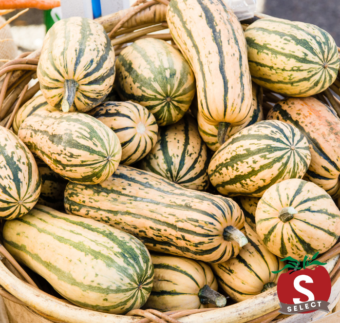 Honey Boat Delicata Squash Seeds