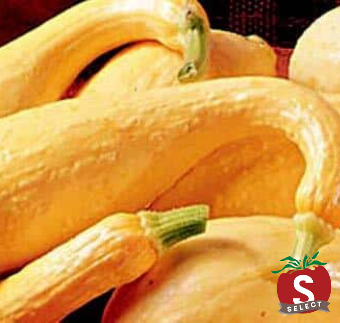 Early Golden Summer Crookneck Squash Seeds