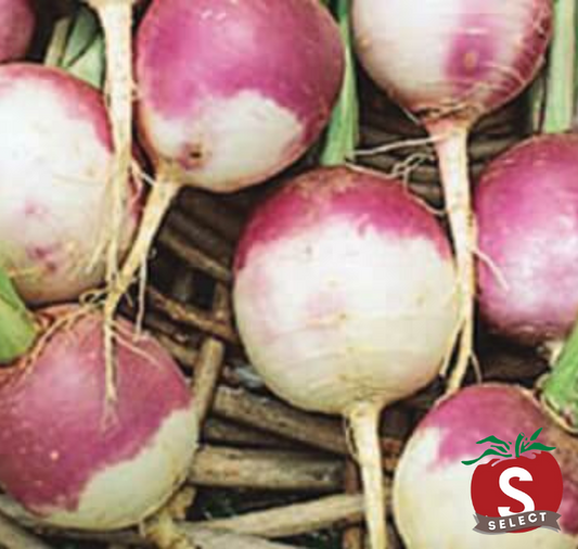 Purple Top White Globe Turnip Seeds