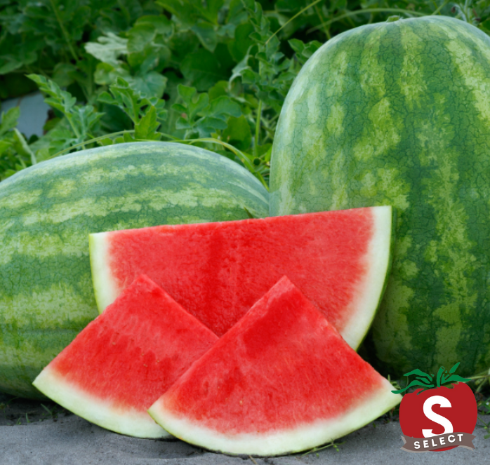 Secretariat Seedless Hybrid Watermelon Seeds