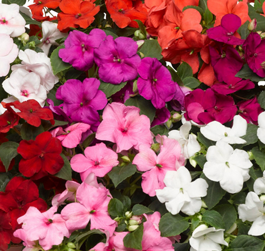 Accent Premium Formula Mix Impatiens Seeds