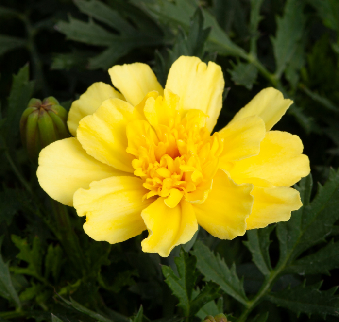 Alumia Vanilla Cream Marigold Seeds