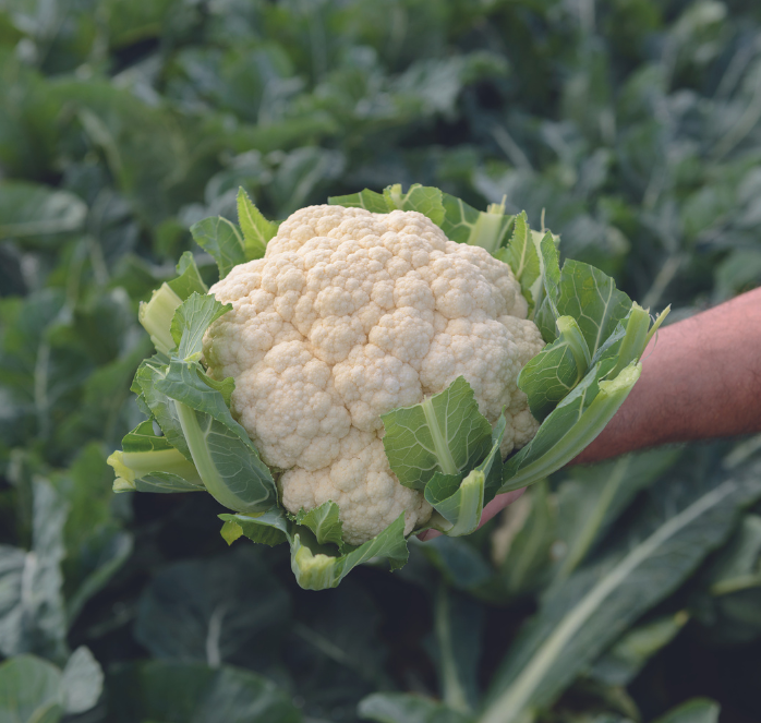 Amazing Cauliflower Seeds