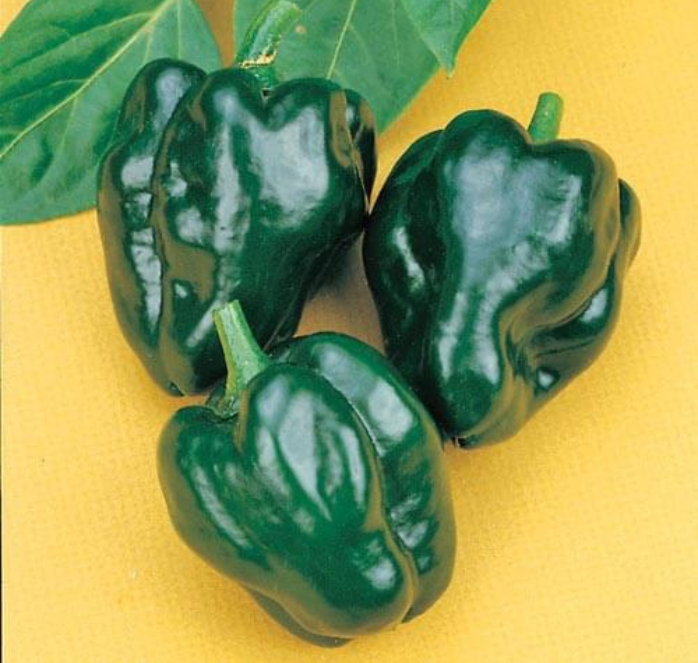 Ancho 101 Hot Pepper Seeds