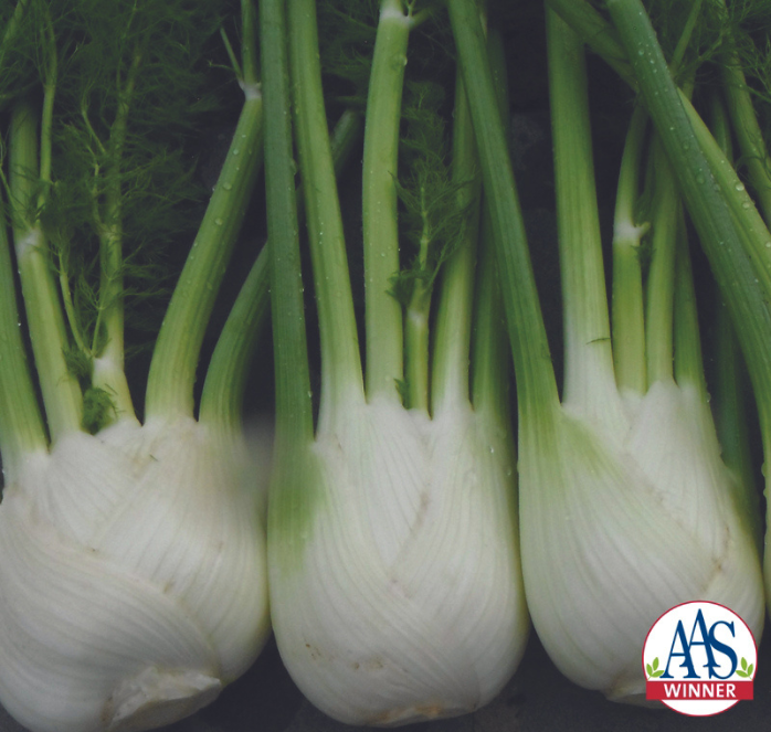 Antares Hybrid Fennel Seeds