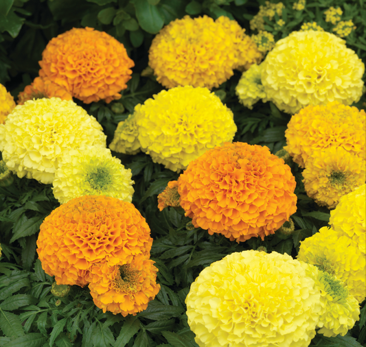 Antigua Hybrid Series Formula Mix Marigold Seeds