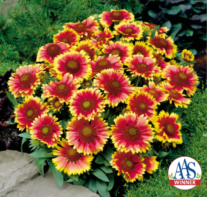 Arizona Sun Gaillardia Seeds