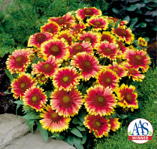 Arizona Sun Gaillardia Seeds