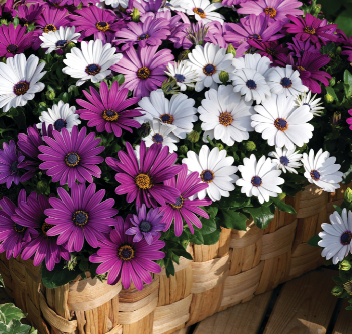 Asti Hybrid Mix Osteospermum Seeds