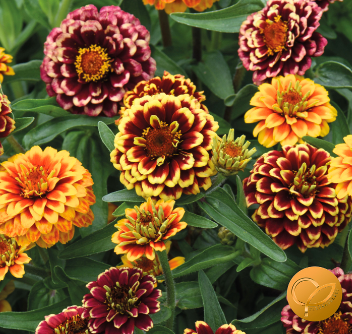 Aztec Sunset Zinnia Seeds